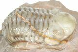 Unusual, Tiny-Eyed Phacopid (Eocryphops?) - Jorf, Morocco #362868-2